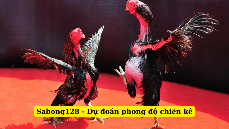 Sabong128 - Dự đoán phong độ chiến kê